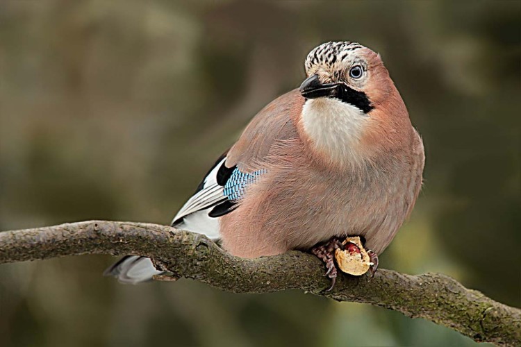 Workshop Vogelvoerkrans op het Jeugdspeelpark (Kids 7+)