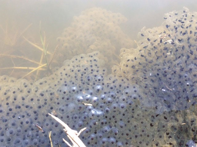 De natuur brokkelt steeds verder af..........