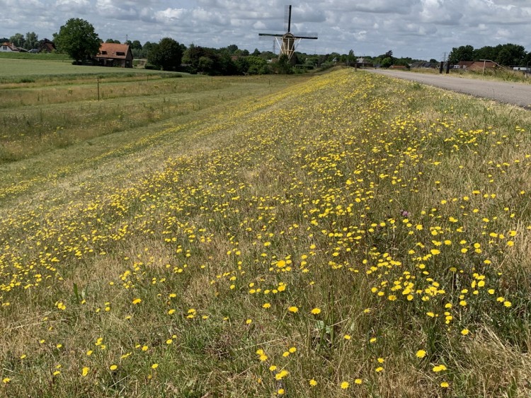 Bloemdijken, waar blijven ze?