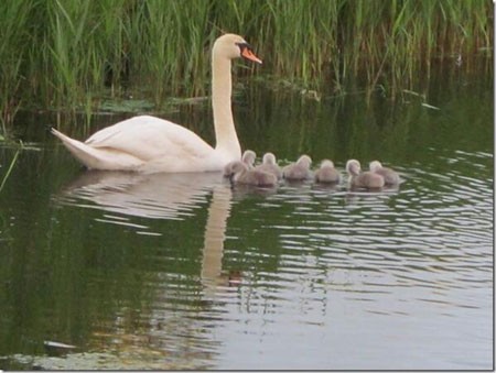 Zwanenbroedsel zwemt parmantig naast de Ark