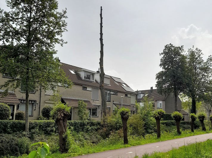Ambachtse boom staat voor paal
