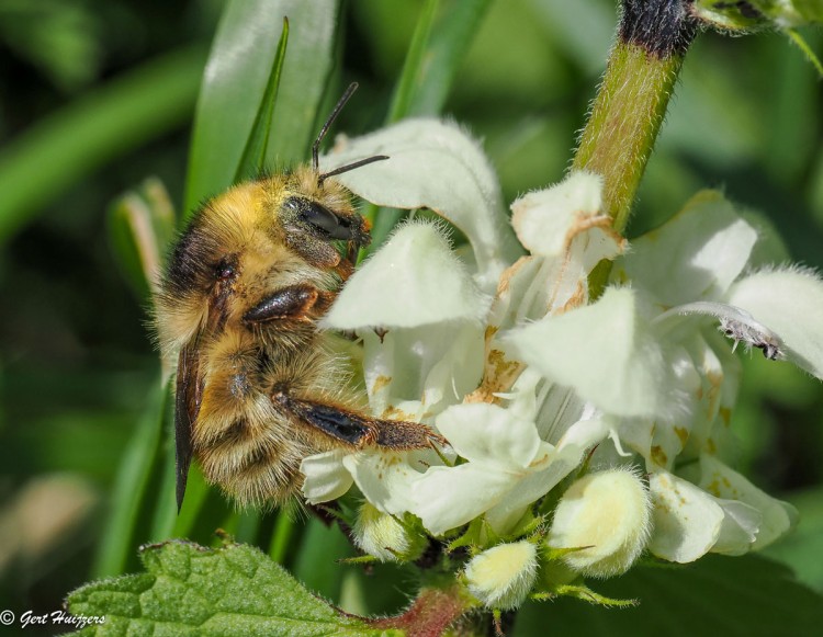 Is er nog toekomst voor de Zandhommel?
