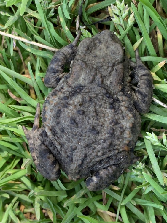 Zorgplicht natuur, wassen neus
