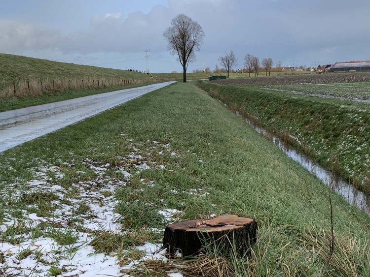 Prioriteit gevraagd voor bomen