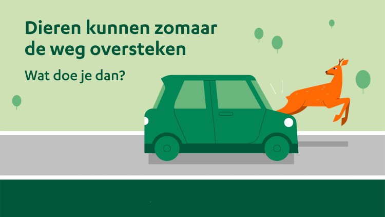 Zuid-Holland start campagne ’Opletten voor overstekend wild'