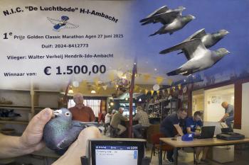 De Ambachtse duivensport verandert, het “duivenmelken” en de verhalen blijven
