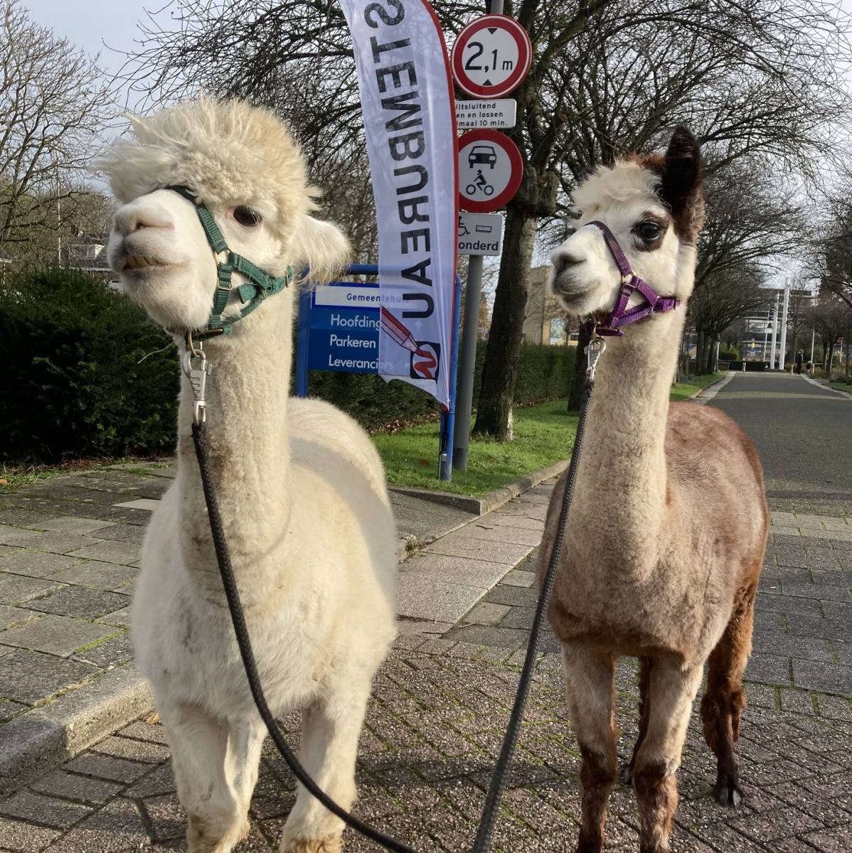 Kan een afbeelding zijn van kameel en tekst