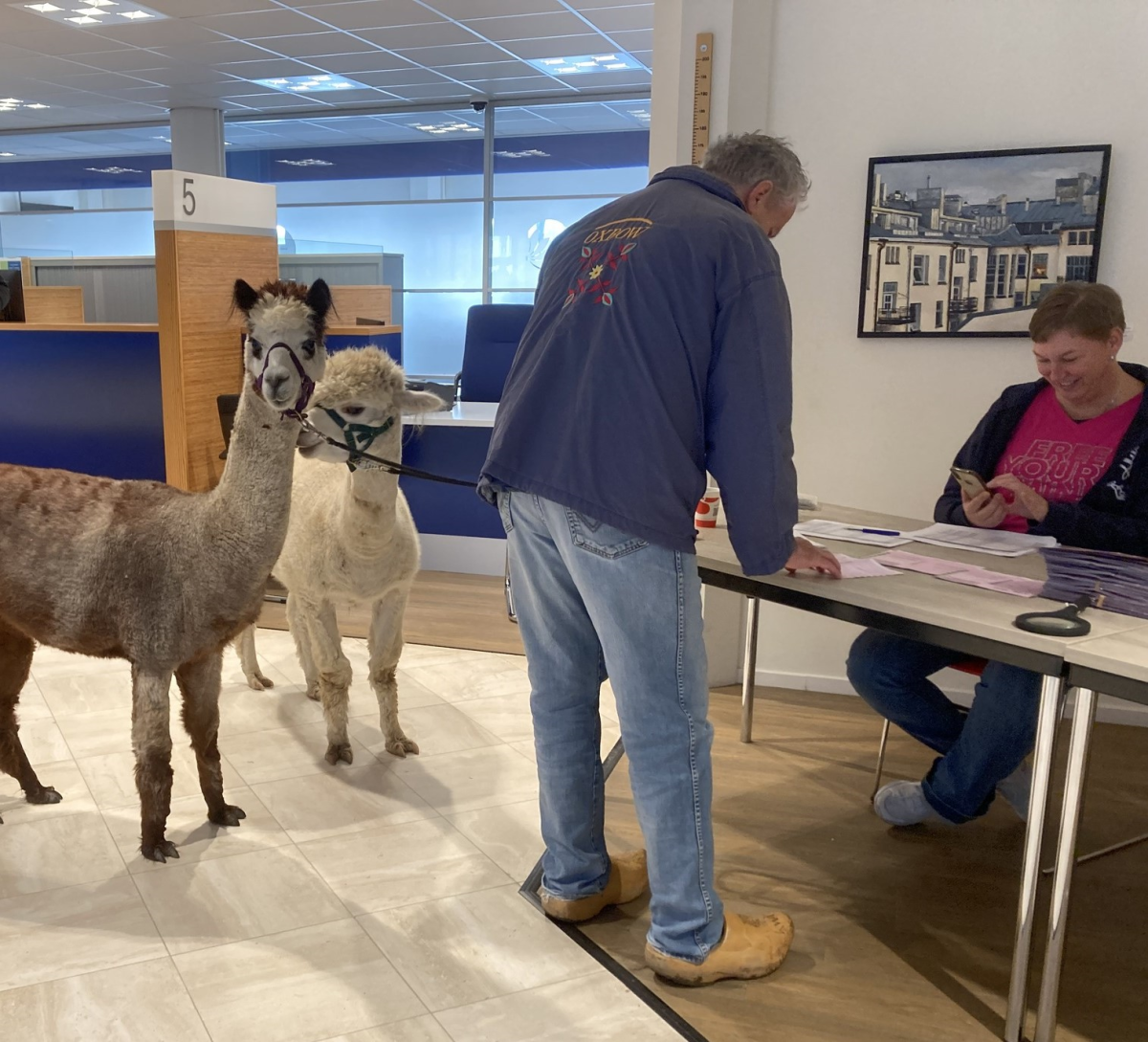 Kan een afbeelding zijn van kameel en tekst