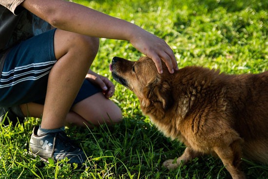 Stichting Urgente Noden helpt regionaal mensen in nood maar wijst  op (huis-) dieren in nood