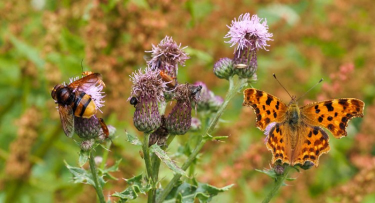 Herstel biodiversiteit, zelf aan de slag