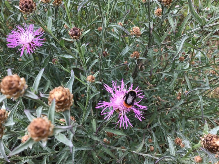 Bermen maaien en biodiversiteit