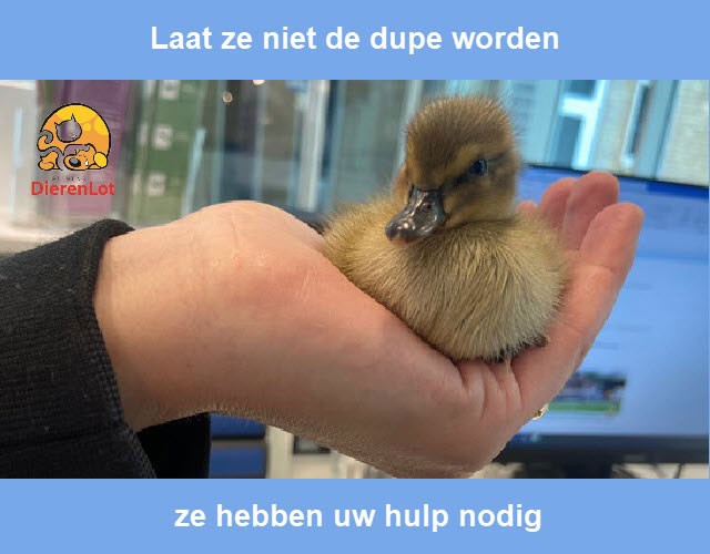 Dierenzorgcentrum Louterbloemen vraagt uw hulp