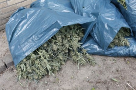 Melden telt: hennepkwekerij ontmanteld