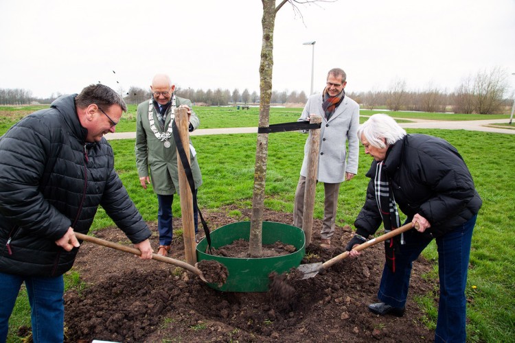 Herdenkboom coronaslachtoffers geplant