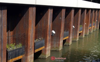 Album afbeelding 11