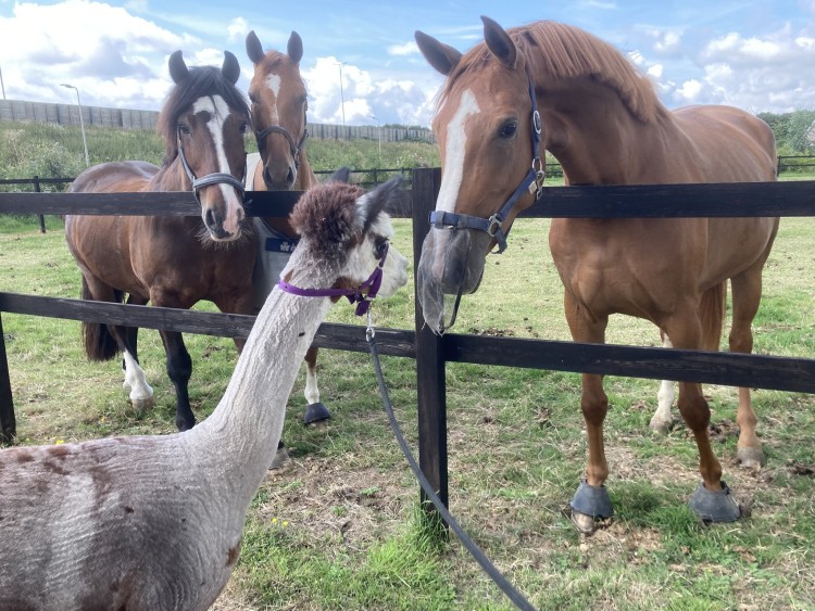 ECHTE paarden